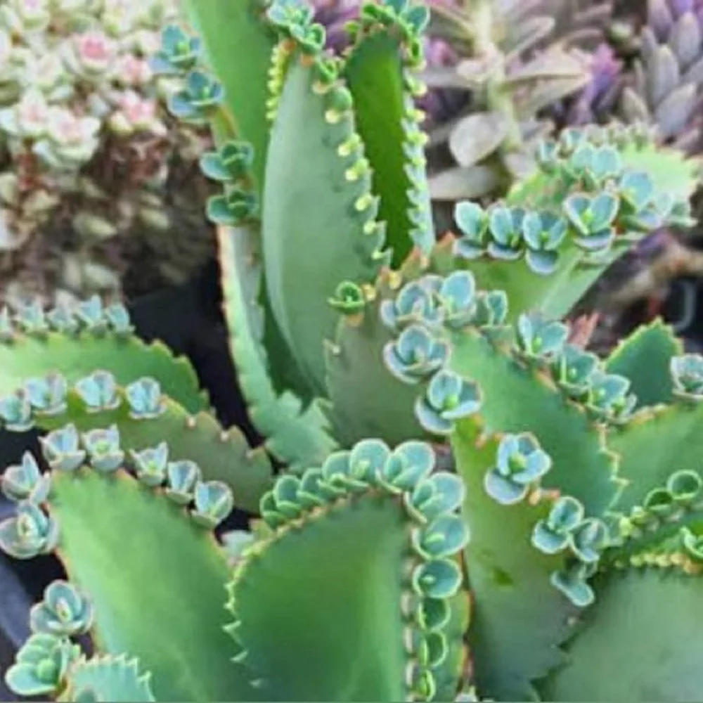 Mother of Thousands" Plantlets (Super Easy to Grow!) 4/pack - Picture 1 of 3